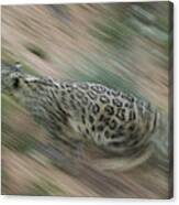 Snow Leopard Uncia Uncia Running Canvas Print