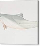 Sousa Chinensis, Indo-pacific Humpback Dolphin, Side View Canvas Print