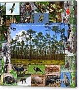 Southeastern Pine Forest Wildlife Poster Canvas Print