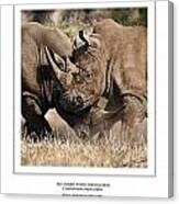 Southern White Rhinos Jousting Canvas Print
