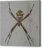 Spider In Manaus Am Brazil Canvas Print