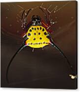 Spiked Spider Gasteracantha Sp In Web Canvas Print