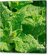 Spinach Leaves Canvas Print