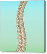 Spinal Column Canvas Print