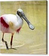 Spoonbill Canvas Print