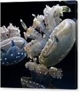 Spotted Jelly Fluther Canvas Print