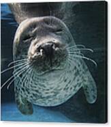 Spotted Seal Phoca Largha, Japan Canvas Print