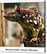 Spotted-tail Quoll Canvas Print