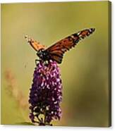 Spread Your Wings And Fly Canvas Print