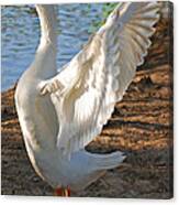 Spread Your Wings Canvas Print