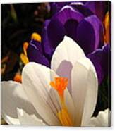 Spring Crocus Canvas Print