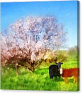Spring Meadow With Cows Canvas Print