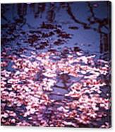 Spring's Embers - Cherry Blossom Petals On The Surface Of A Pond Canvas Print