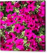 Springtime Flowers Canvas Print