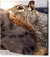 Squirrel In Front Of The Grand Canyon Canvas Print