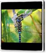 Stained Glass Dragonfly #macro_gardener Canvas Print