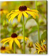 Standing Tall Canvas Print