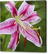 Stargazer Canvas Print