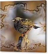 Starling On His Perch Canvas Print