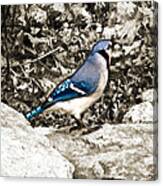 Stone Blue Jay Canvas Print