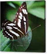 Studded Sergeant Butterfly Canvas Print