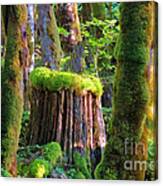 Stump And Moss Canvas Print