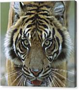 Sumatran Tiger Panthera Tigris Sumatrae Canvas Print