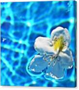 Summer Lovin #flower #pool #water Canvas Print
