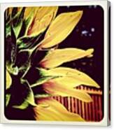 #sun #flower #sunflower #yellow #green Canvas Print