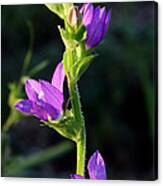 Sun Kissed Purple Canvas Print