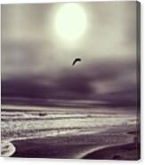 #sun #seagull #beachlife #saltlife Canvas Print