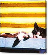 Sunbathing Feline Canvas Print