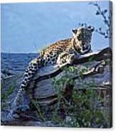 Sunbathing Leopard Canvas Print