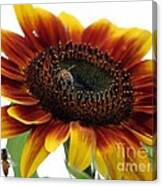 Sunflower 1 Canvas Print