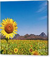 Sunflower Field Canvas Print