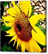 #sunflower #flower #sun #yellow #green Canvas Print