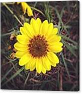 Sunflower Canvas Print