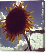 #sunflower #sun #cute #homo #sky Canvas Print