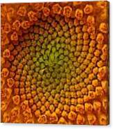 Sunflower Swirl Canvas Print
