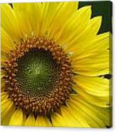 Sunflower With Insect Canvas Print