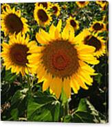 Sunflowers Joyful Field Canvas Print