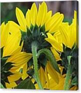 Sunflowers Canvas Print