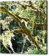 Sunlit Hanging Moss On Garry Oak Canvas Print