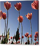 Sunny Tulips Canvas Print