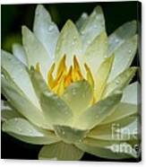Sunshine Water Lily Canvas Print