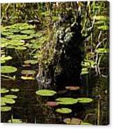 Surrounded By Lily Pads Canvas Print