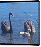 Swan Family #instagood Canvas Print