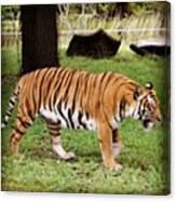 Taken From My Olympus #tiger #zoo Canvas Print
