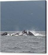 Teamwork! Humpback Whales Bubblenetting Canvas Print