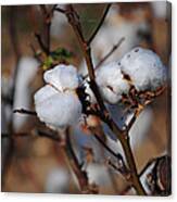 Tennessee Cotton Iii Canvas Print